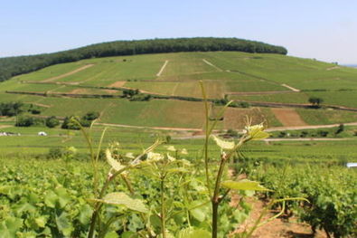 View of Corton Hill and Corton Charlemagne Vineyard